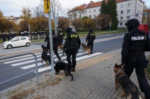 Policjanci z psami służbowymi przechodzą przez drogę.