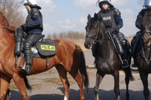 ćwiczenia chorzowskich i częstochowskich jeźdźców i koni wspólnie z chorzowskim pododdziałem policyjnym