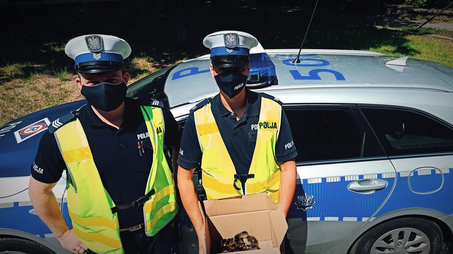 Policjanci wydziału ruchu drogowego trzymający karton z kaczątkami