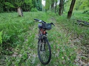 Zdjęcie przedstawia: rower w lesie.