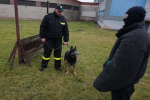 szkolenie psów służbowych