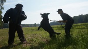 Szkolenie psów służbowych