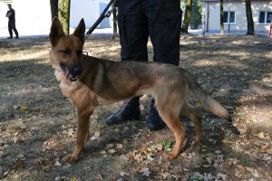 Wiki - policyjny pies wyszkolony do tropienia śladów ludzkich