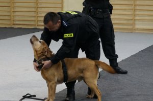 Kacper - policyjny labrador wyszkolony do wyszukiwania zapachów materiałów wybuchowych z asp. szt. Dariuszem Woźnicą - przewodnikiem psa służbowego