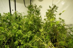 Zlikwidowana domowa plantacja marihuany