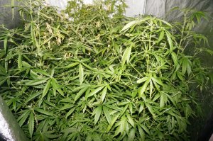 Zlikwidowana domowa plantacja marihuany