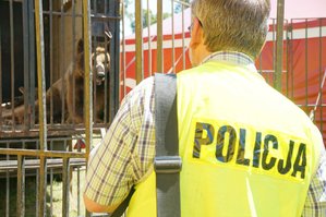 Policjanci zabezpieczają zwierzęta w cyrku na terenie Pawłowic.