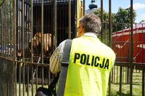 Policjanci zabezpieczają zwierzęta w cyrku na terenie Pawłowic.