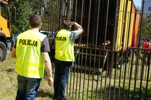 Policjanci zabezpieczają zwierzęta w cyrku na terenie Pawłowic.