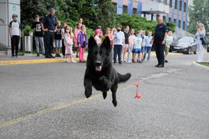 Zdjęcie kolorowe. Pokaz tresury psa policyjnego przed komendą wojewódzka policji, widoczny biegnący pies, w tle dzieci i policjanci