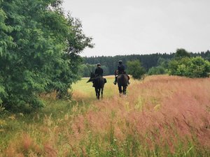 Zdjęcie kolorowe. Widoczni dwaj policyjni jeźdźcy na koniach służbowych