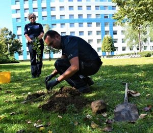 Policjant sadzi sadzonkę wiązu, w tle policjantka i budynek Komendy Wojewódzkiej Policji w Katowicach