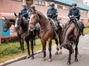 Policjanci policji konnej na koniach, podczas zabezpieczenia meczu.