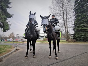 Zdjęcie kolorowe. Widoczni policyjni jeźdźcy i konie słuzbowe obok stadionu