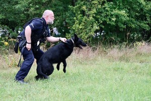 Policjant trzyma psa za obrożę, który jest gotowy do pościgu.