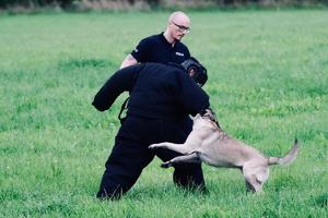 Pozorant ubrany w specjalny kombinezon, policjant i pies podczas ćwiczeń.