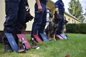 policjanci ze swoimi psami służbowymi i statuetkami pozują do zdjęcia