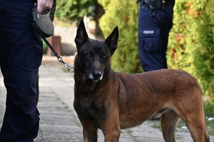 Zdjęcie. Policjant w mundurze i pies w terenie podczas ćwiczeń