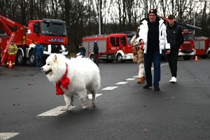 Zdjęcie. Na pierwszym planie biały pies, w tle ludzie i wozy strażackie.