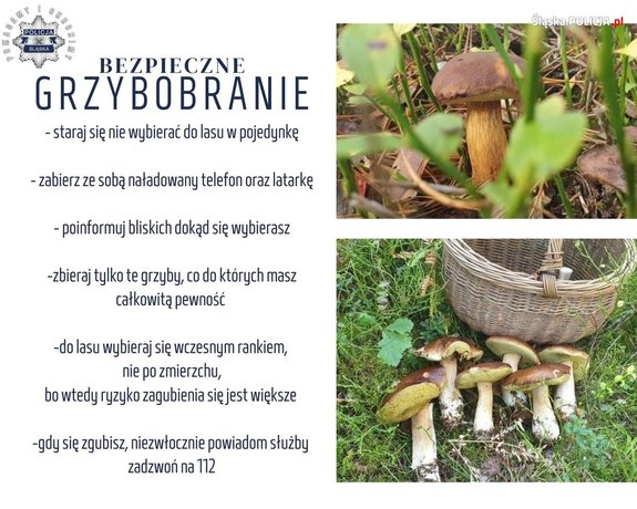 zdjęcie kolorowe przedstawiające grafikę z poradami o bezpiecznym grzybobraniu