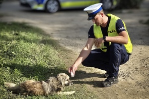 Na zdjęciu policjant udzielający pomocy potrąconemu psu