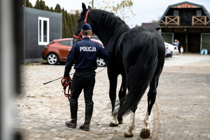 Na zdjęciu umundurowany funkcjonariusz Policji z koniem służbowym