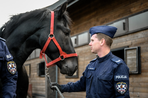 Na zdjęciu umundurowany funkcjonariusz Policji z koniem służbowym