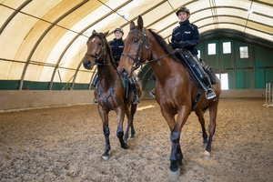 Na zdjęciu umundurowani funkcjonariusze Policji jadący na koniach służbowych