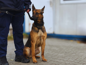 na zdjęciu pies brązowego koloru przy nim policjant trzymający psa na smyczy.