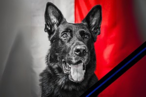 zdjęcie przedstawia sylwetkę psa Brutusa, który  odszedł na wieczną służbę. Policyjny pies, wierny partner i przyjaciel