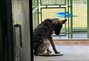 Zdjęcie przedstawia psa siedzącego w kojcu
