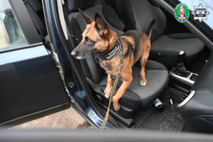 pies służbowy siedzący na fotelu pasażera w samochodzie