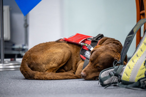 fotografia przedstawiająca psa służbowego