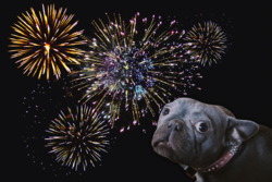 na zdjęciu przerażony pies w tle fajerwerki