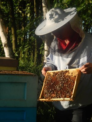 Pszczelarstwo... niezwykła pasja sławkowskiego dzielnicowego