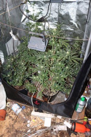 Plantacja konopi - krzewy uprawiane w specjalnej szafie