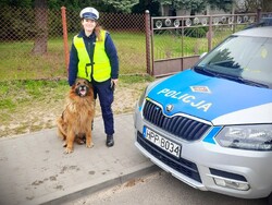 Na zdjęciu policjantka z owczarkiem niemieckim obok radiowozu policyjnego.
