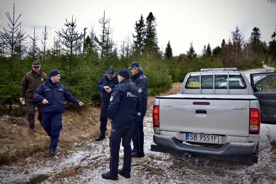 Policjanci kontrolują leśną szkółkę drzewek choinkowych.
