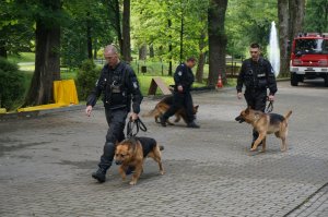 pokaz tresury psów służbowych