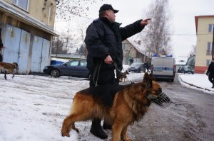 Ćwiczenia psów służbowych