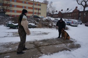 Ćwiczenia psów służbowych