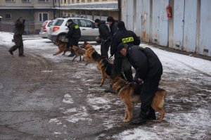 Ćwiczenia psów służbowych