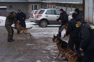 Ćwiczenia psów służbowych