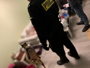 Policyjny przewodnik trzyma na smyczy psa tropiącego szkolonego do wykrywania narkotyków podczas czynności przeszukania mieszkania.