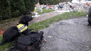 Pies ratowniczy siedzi w miejscu katastrofy.