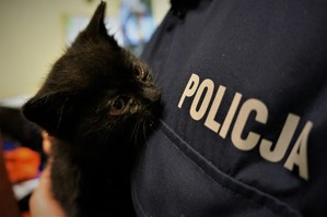 Mały czarny kotek przygląda się napisowi POLICJA na mundurze policjanta, który trzyma zwierzę na rękach
