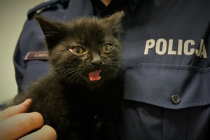 Mały czarny kotek trzymany na rękach przez umundurowanego policjanta