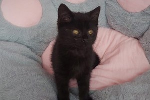 Mały czarny kotek siedzi na pluszowym legowisku. Zdjęcie pochodzi z prywatnej kolekcji policjanta
