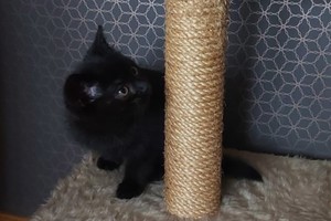 Mały czarny kotek podczas zabawy na drapaku. Zdjęcie pochodzi z prywatnej kolekcji policjanta