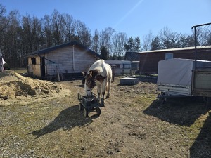 Na zdjęciu widzimy jednego z uratowanych koni